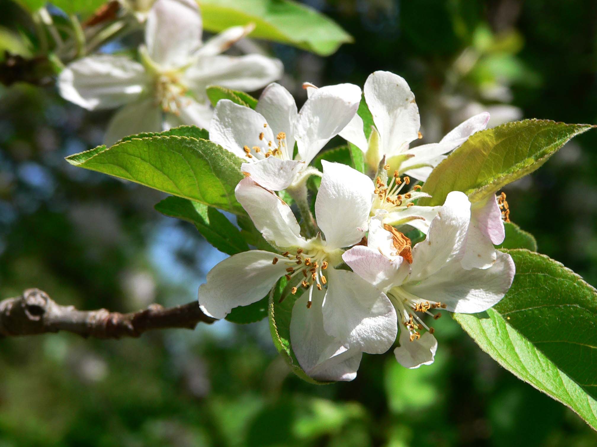 Apple blossom 