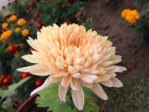 Chrysanthemum 