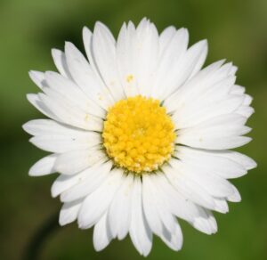 Daisy 