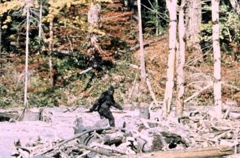 Patterson_Gimlin_Bigfoot