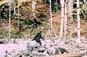 Patterson_Gimlin_Bigfoot