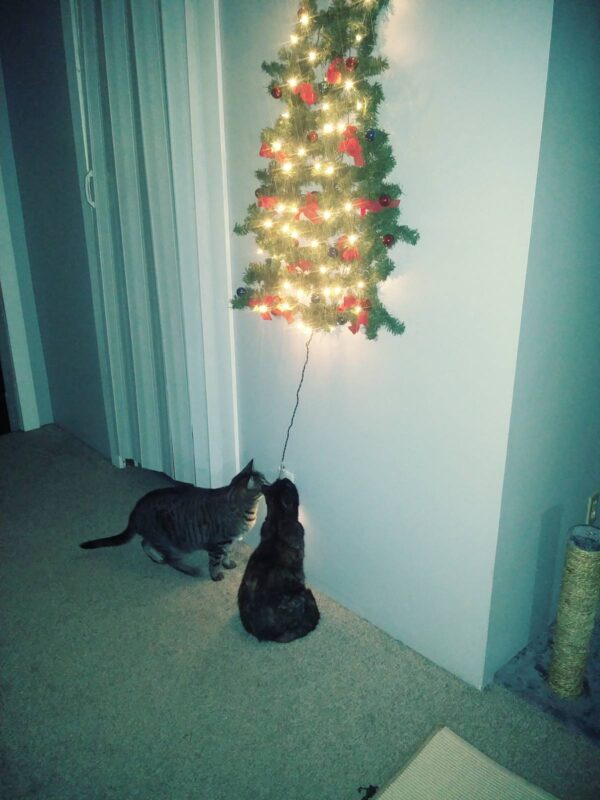 shika and the christmas tree