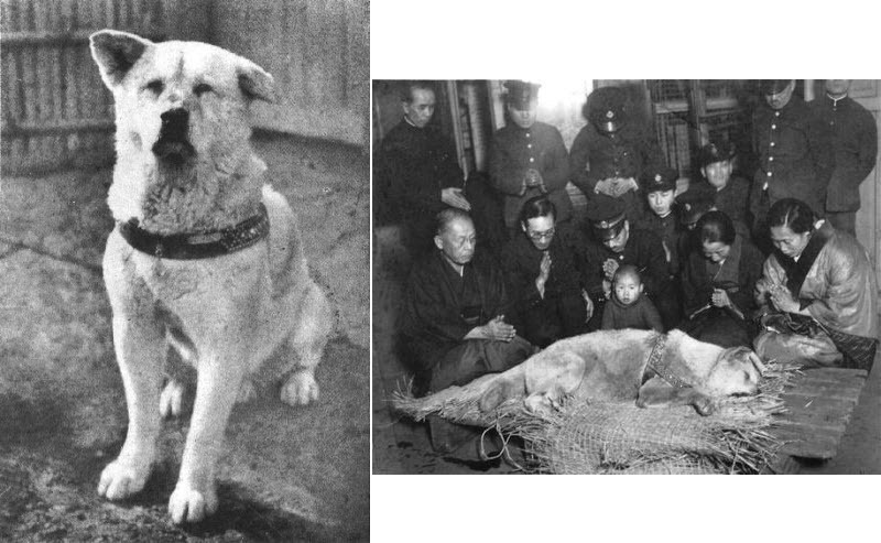 Akita Hachiko