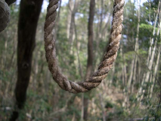 Aokigahara is a forest at the foot of Mt. Fuji in Japan. It has been the sight of hundreds of suicides