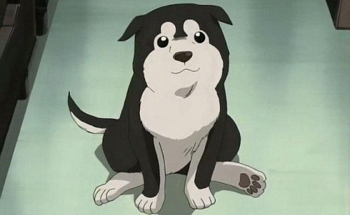 full metal alchemist dog