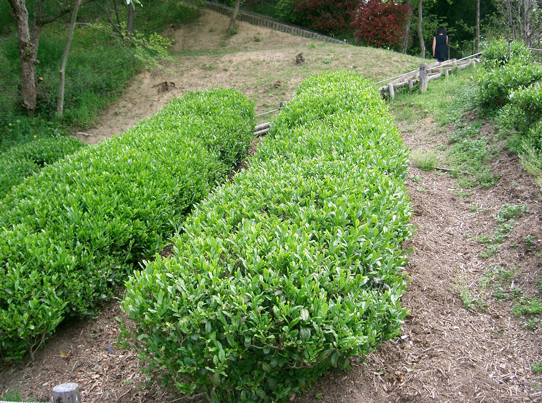 camellia sinensis