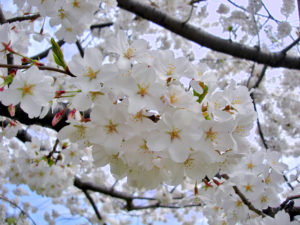 Cherry blossoms 