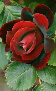 Deep red rose 