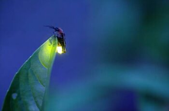 firefly at night