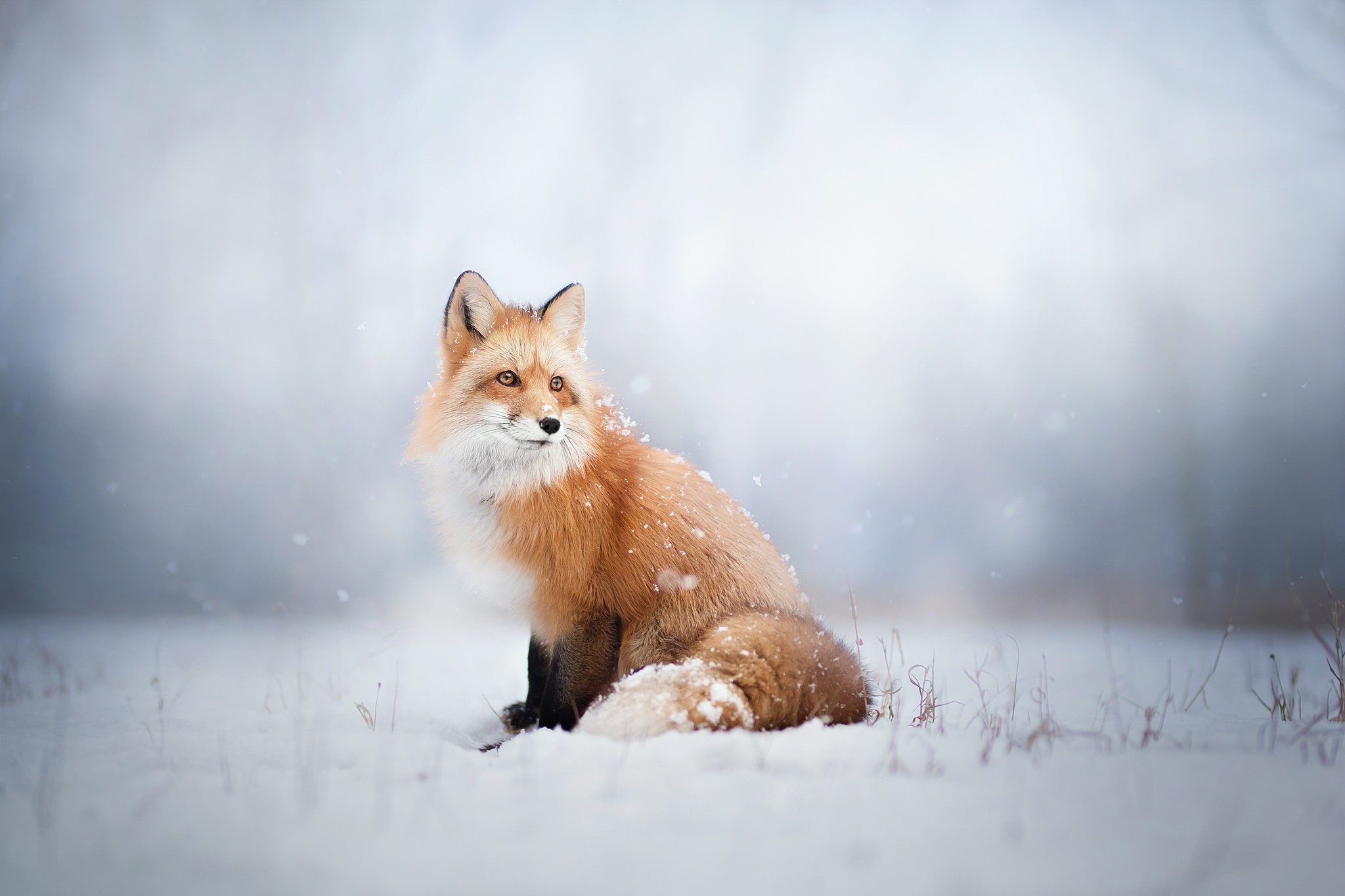 fox folklore