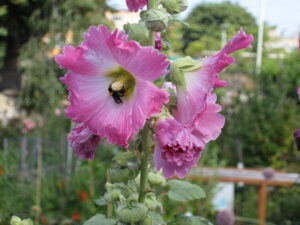 Hollyhock 