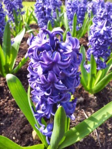 Hyacinth 