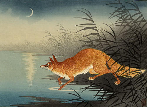 nine-tailed-fox