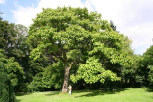 Paulownia 