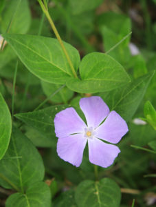 Periwinkle 