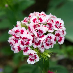 Sweet William 